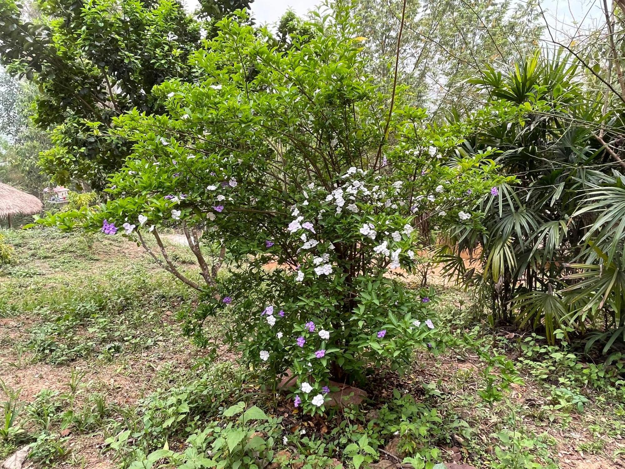 Chiang Dao Roundhouses 외부 사진