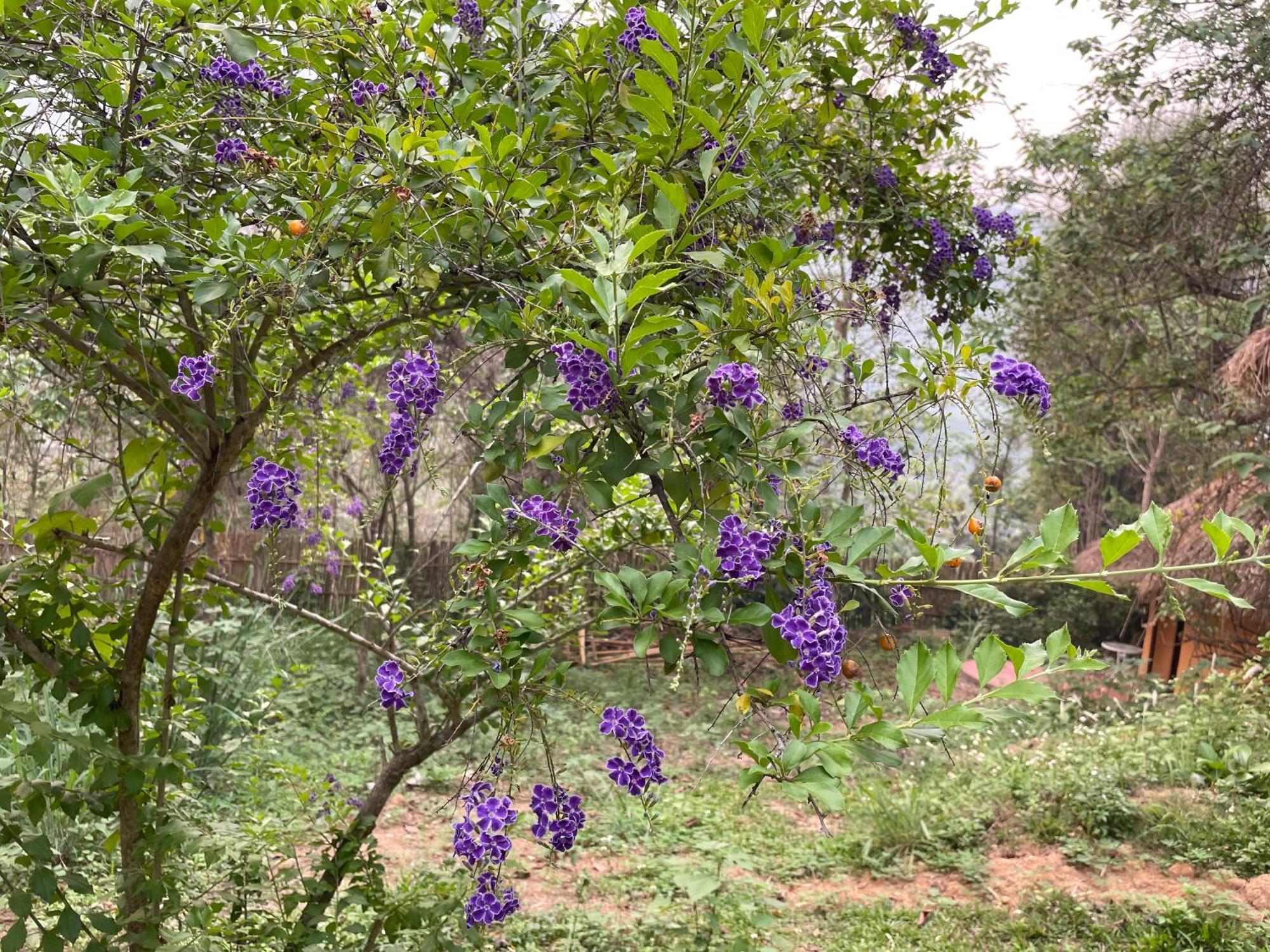 Chiang Dao Roundhouses 외부 사진