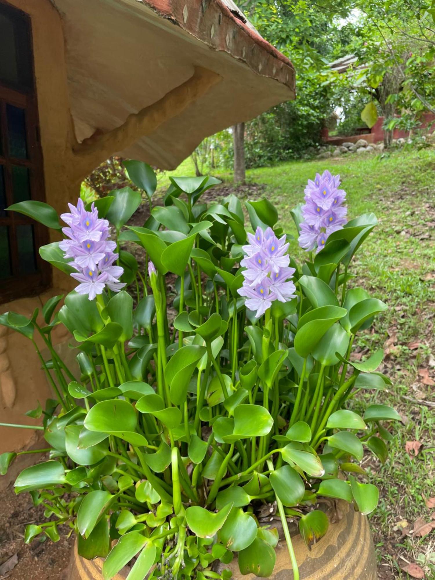 Chiang Dao Roundhouses 외부 사진